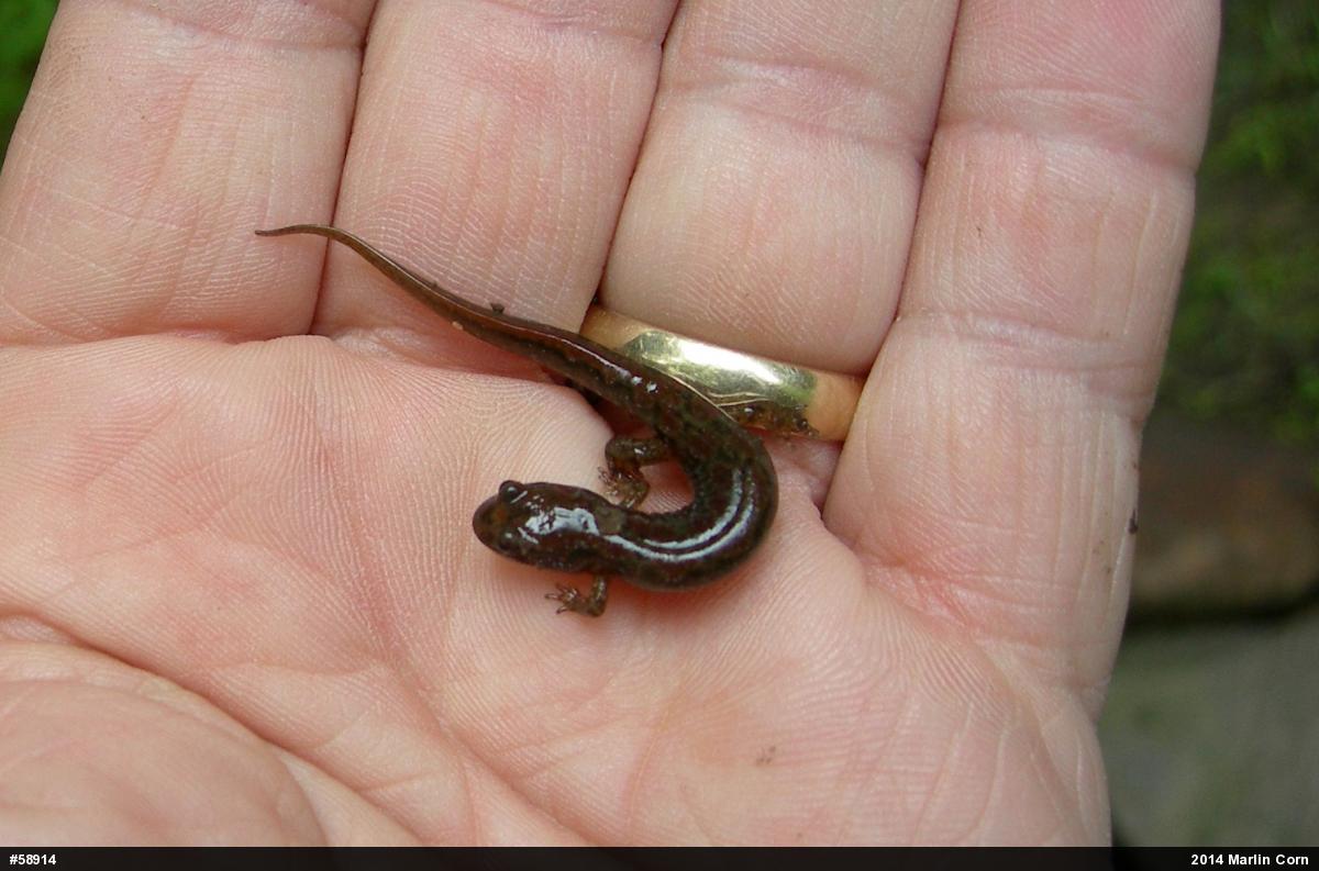 Northern Dusky Salamander