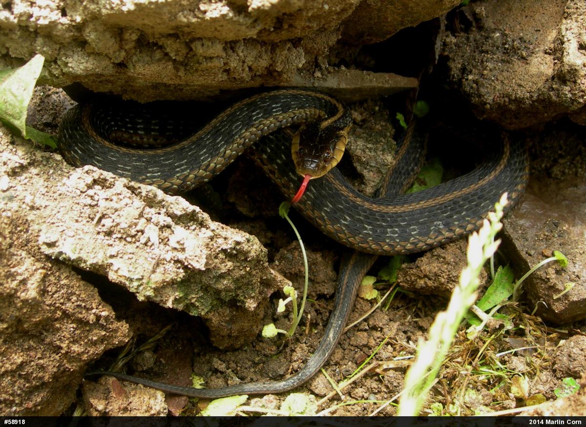 Eastern Gartersnake