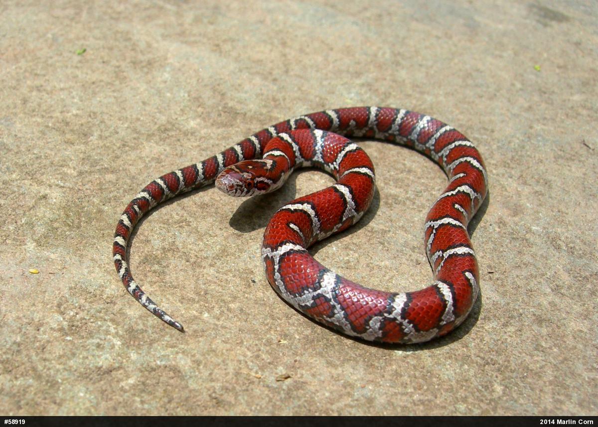 Eastern Milksnake