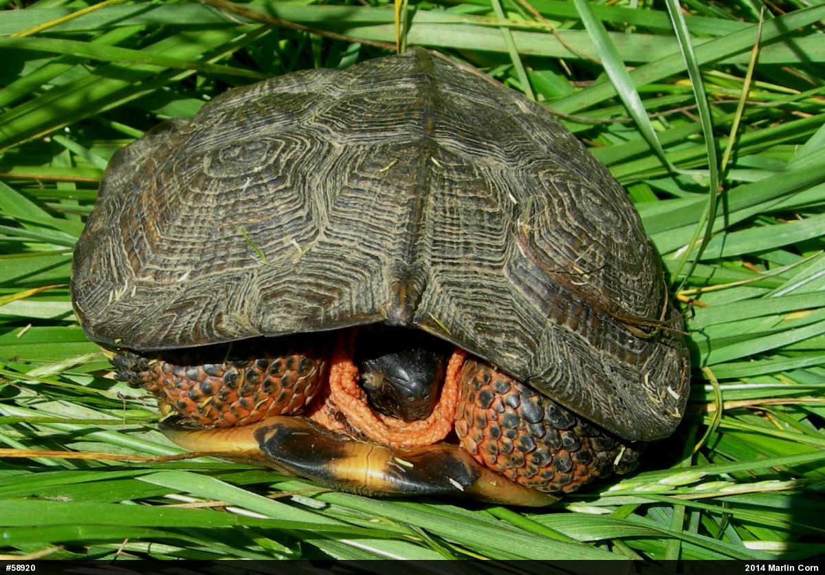 Wood Turtle