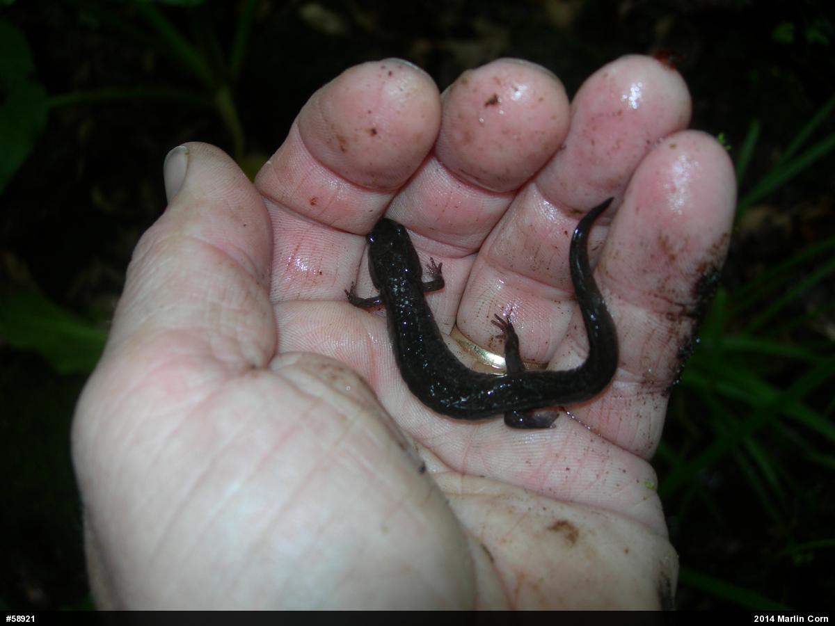 Northern Dusky Salamander