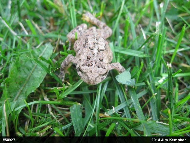 Eastern American Toad