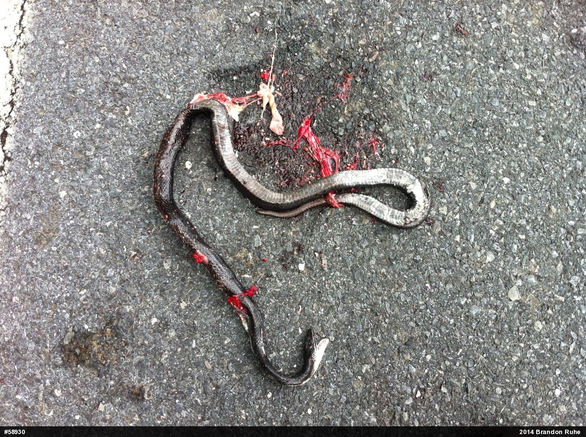 Eastern Ratsnake