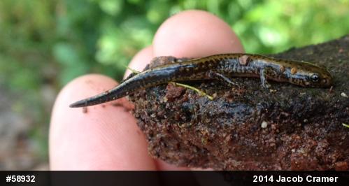 Eastern Long-tailed Salamander