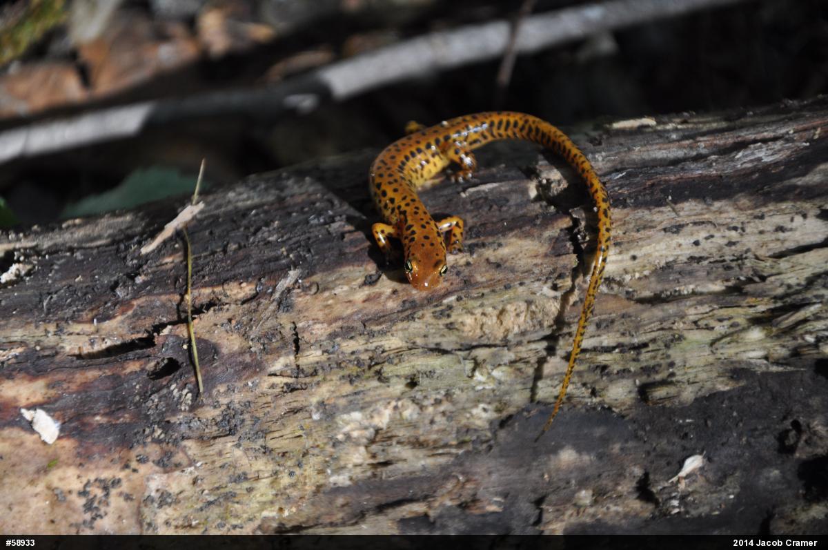 Eastern Long-tailed Salamander