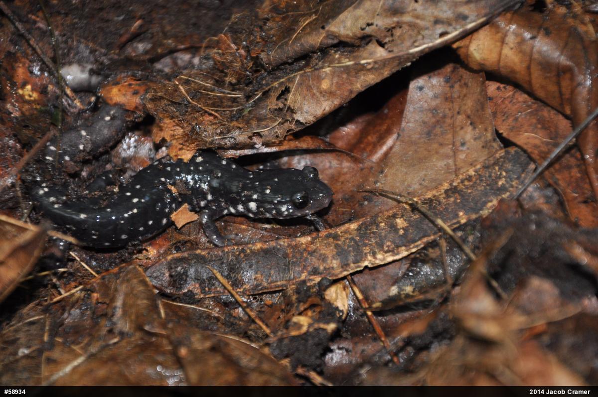 Northern Slimy Salamander