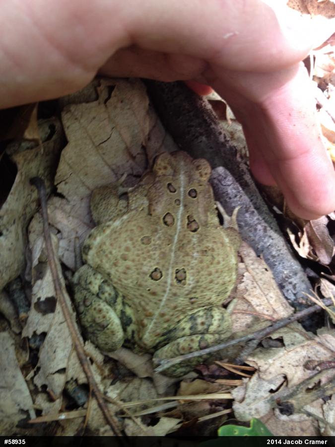 Eastern American Toad