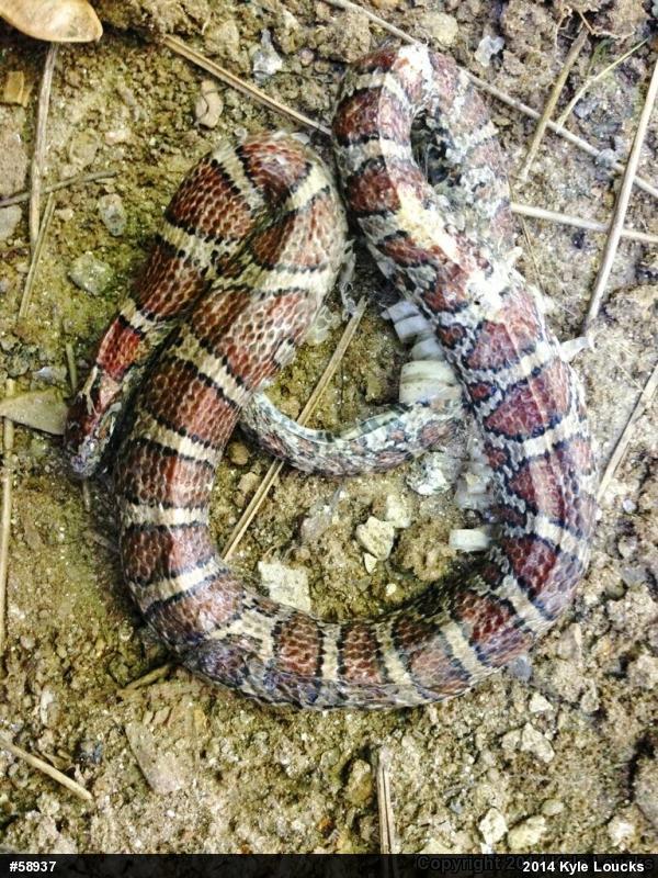 Eastern Milksnake