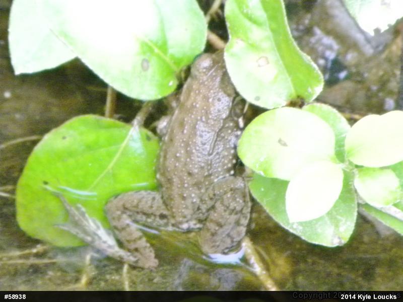 Green Frog