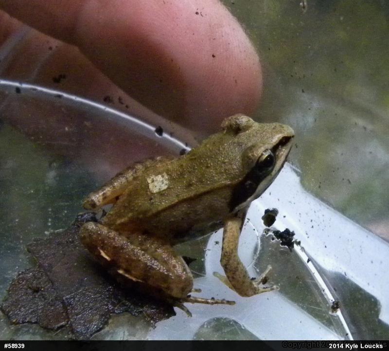Wood Frog