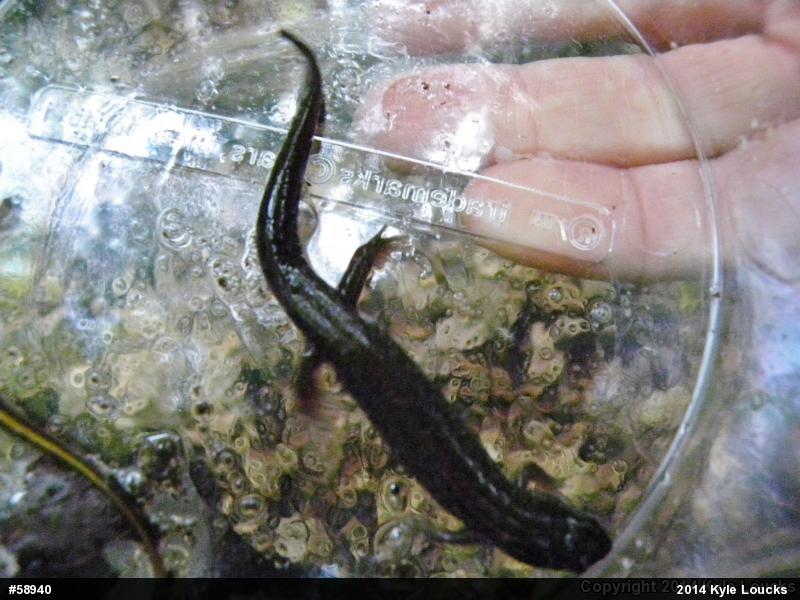Northern Dusky Salamander