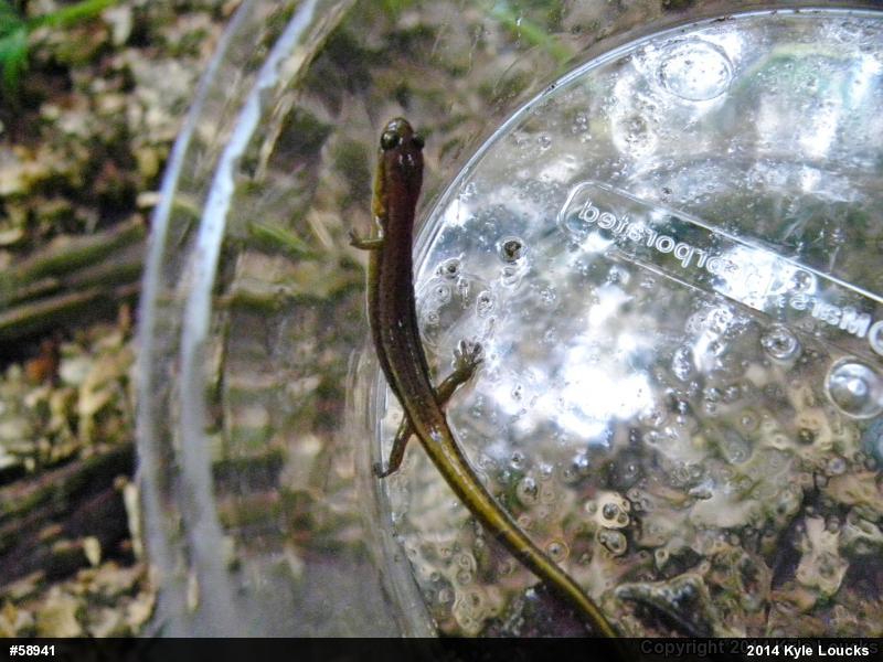 Northern Two-lined Salamander