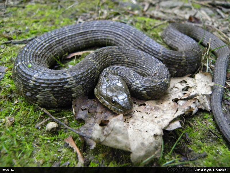 Northern Watersnake