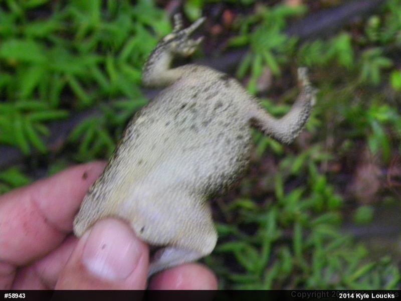 Eastern American Toad