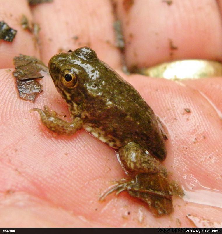Green Frog