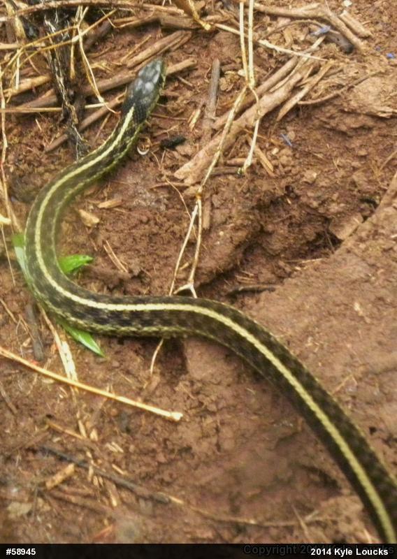 Eastern Gartersnake