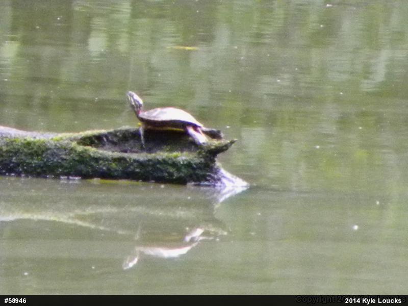 Painted Turtle