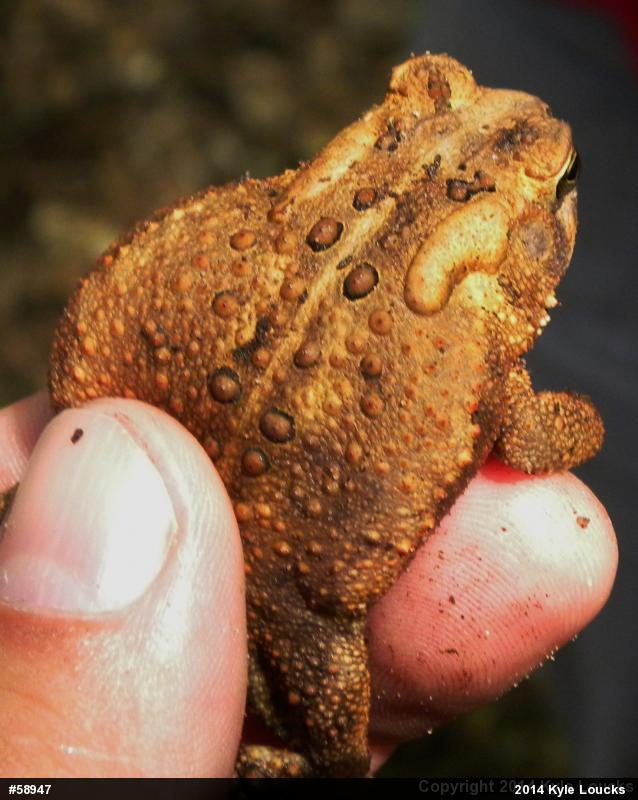 Eastern American Toad