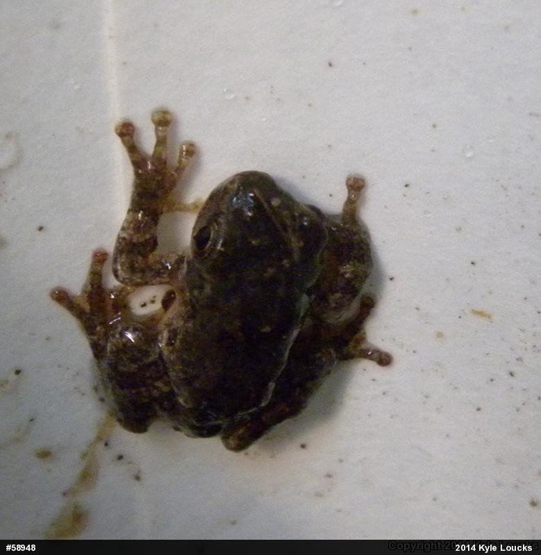 Gray Treefrog