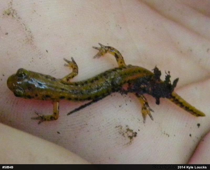Eastern Long-tailed Salamander