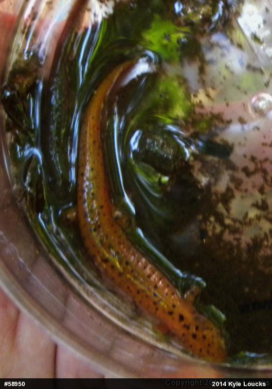 Northern Red Salamander