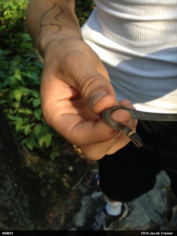Northern Ring-necked Snake