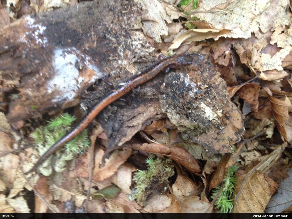Eastern Red-backed  Salamander