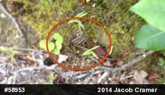 Pickerel Frog