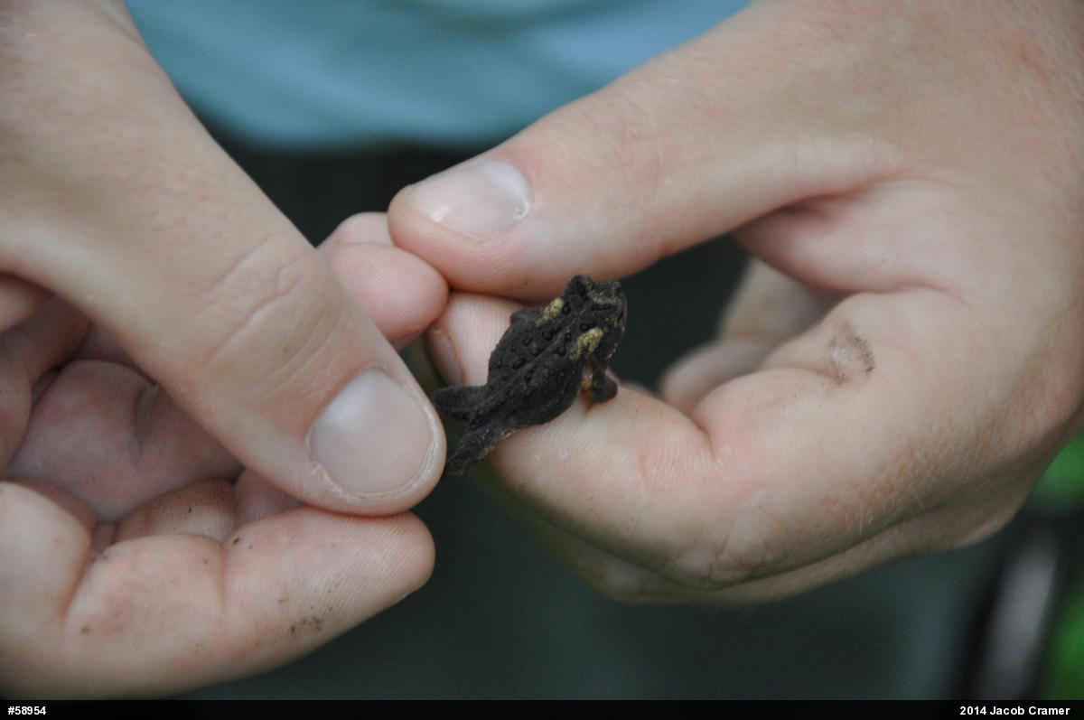 Eastern American Toad