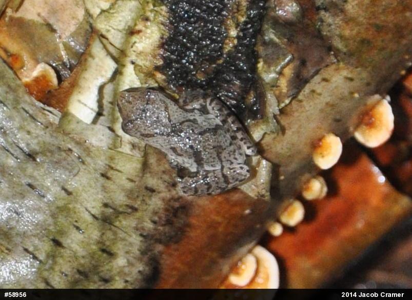 Spring Peeper