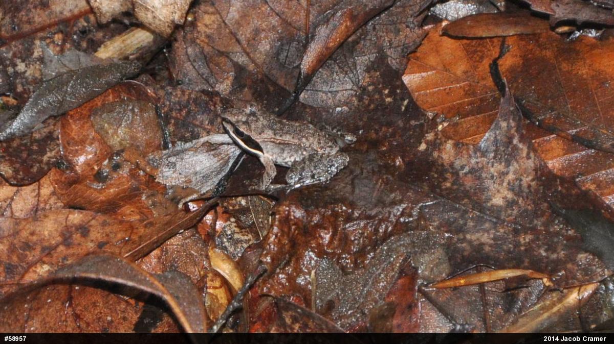 Wood Frog