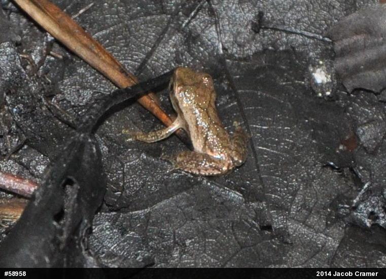 Spring Peeper