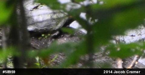 Spotted Turtle