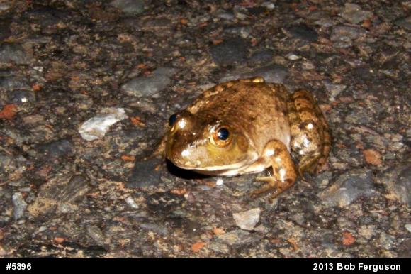 American Bullfrog