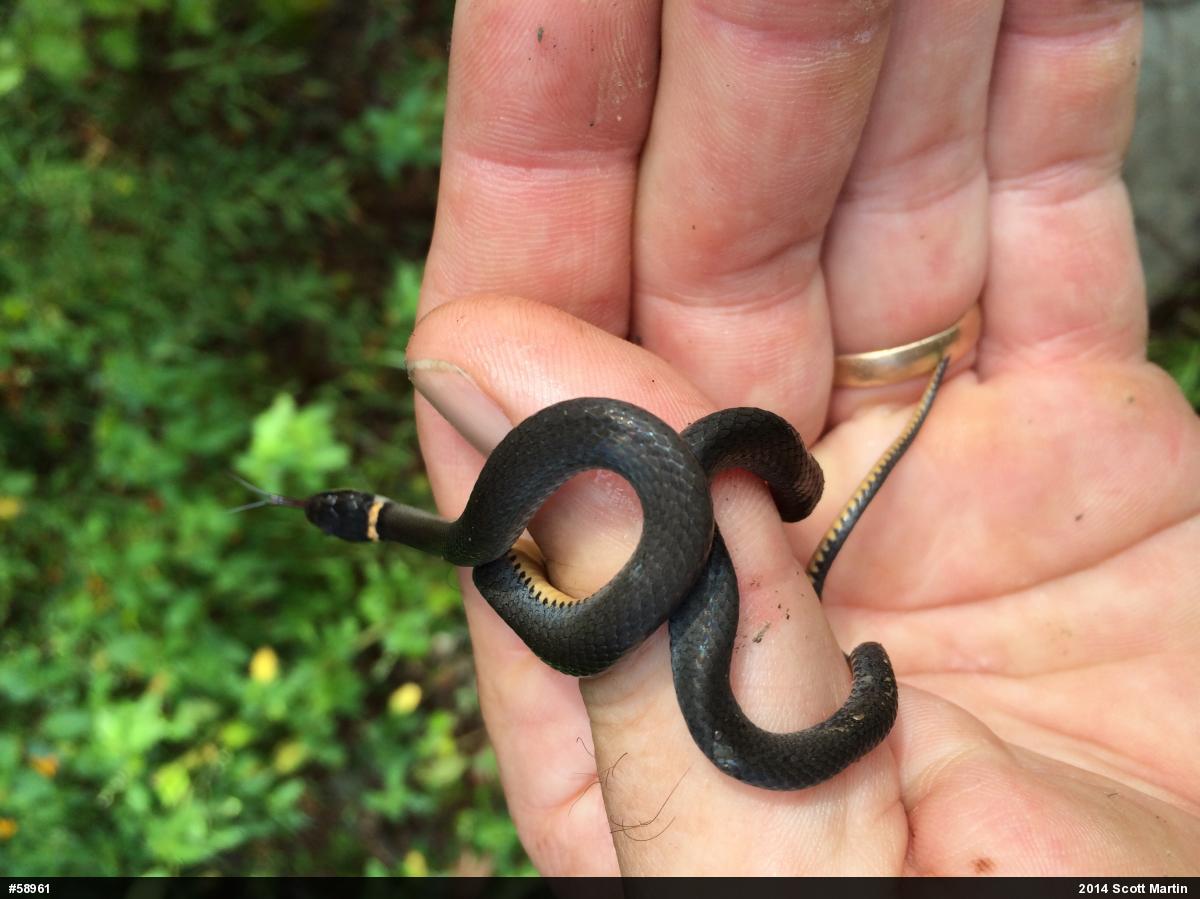 Northern Ring-necked Snake