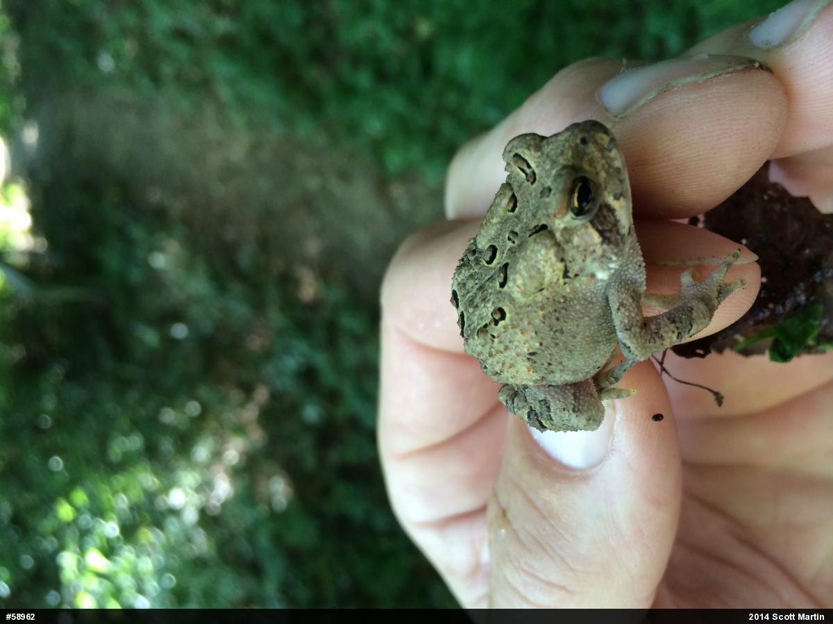 Eastern American Toad