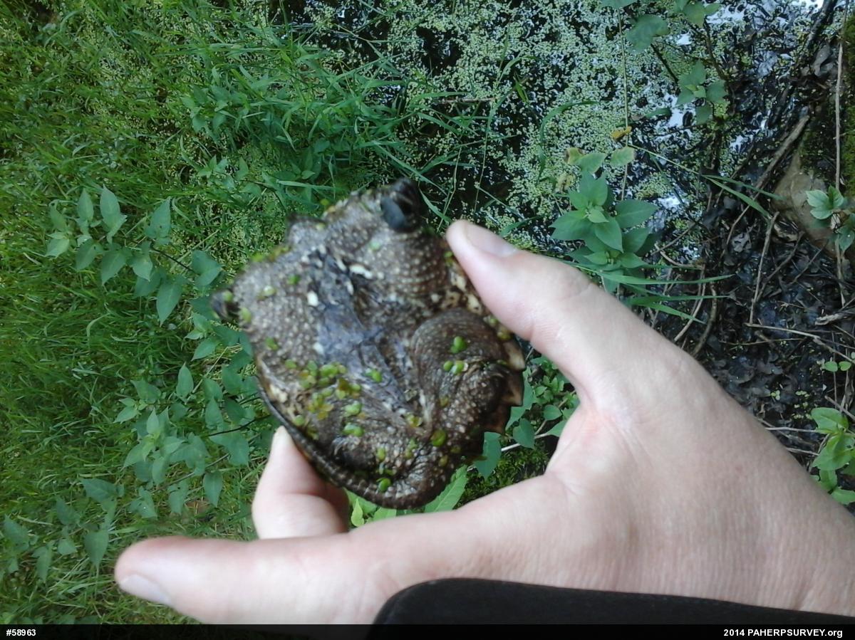 Snapping Turtle