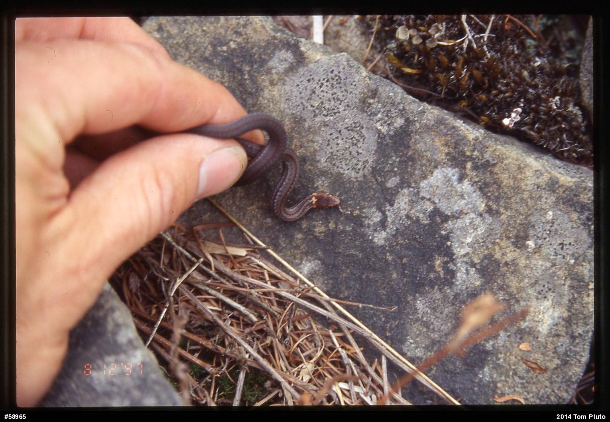 Red-bellied Snake