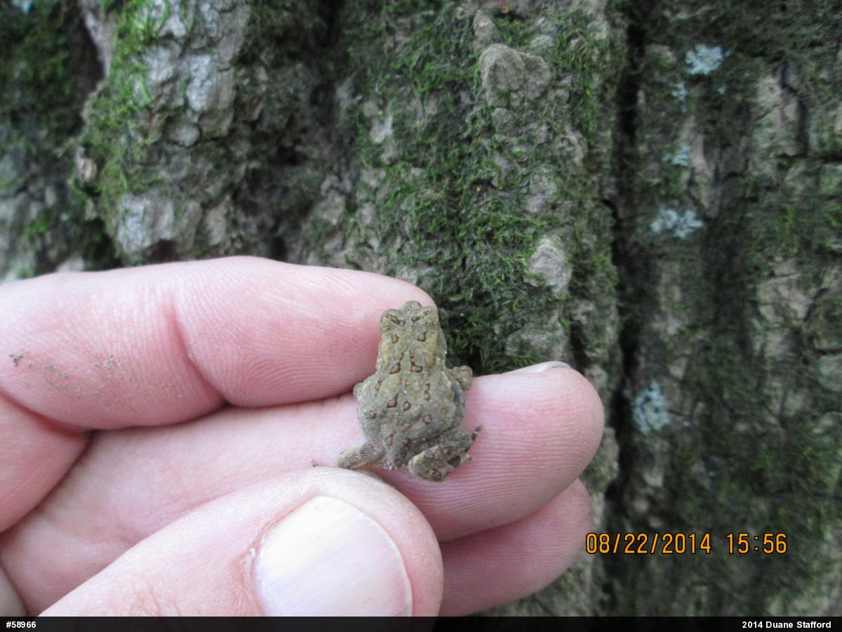 Eastern American Toad