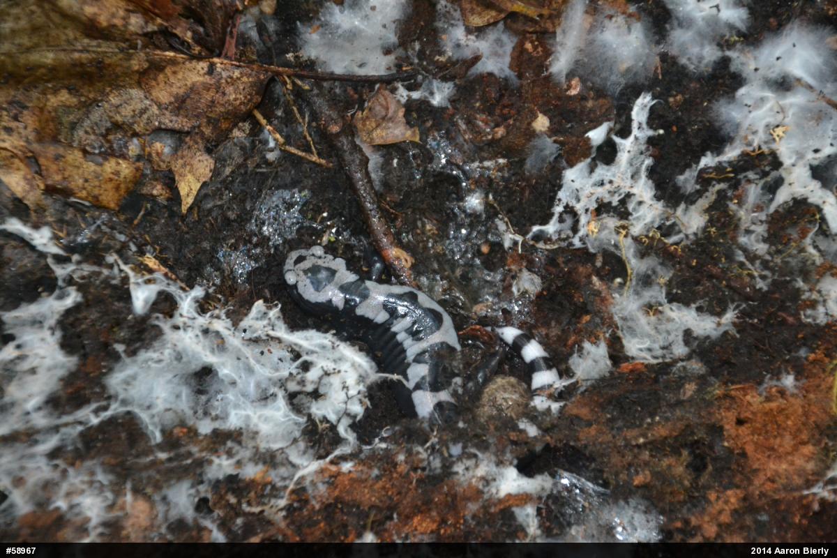 Marbled Salamander