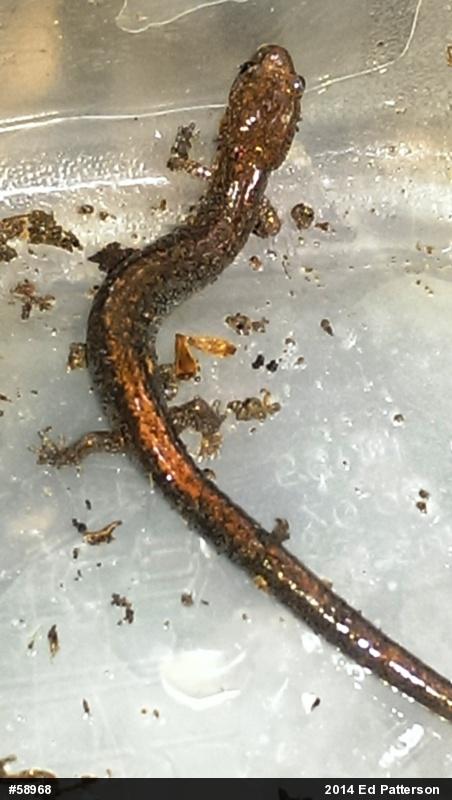 Eastern Red-backed  Salamander