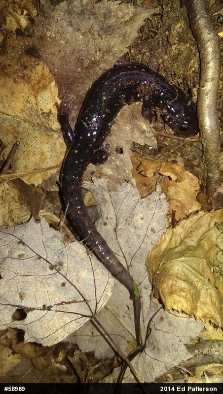 Northern Slimy Salamander
