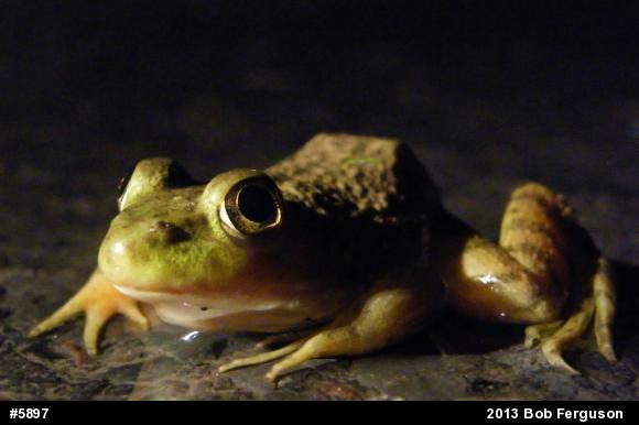 American Bullfrog