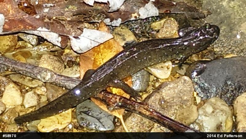 Northern Dusky Salamander