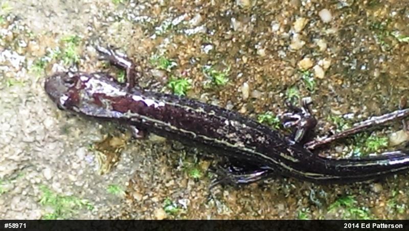 Allegheny Mountain Dusky Salamander