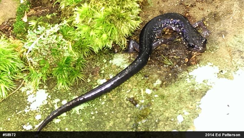 Wehrle's Salamander