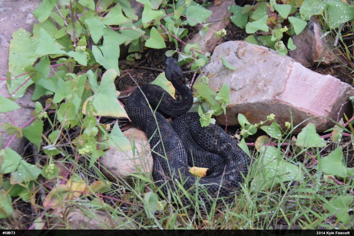 Timber Rattlesnake