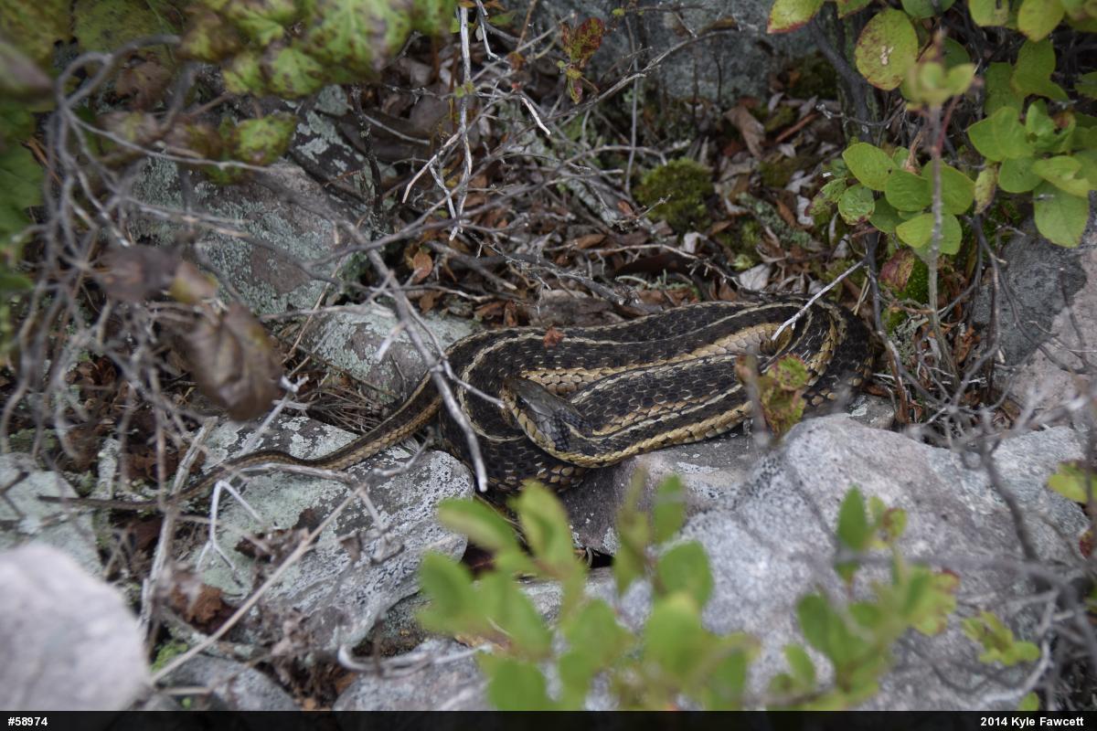 Eastern Gartersnake