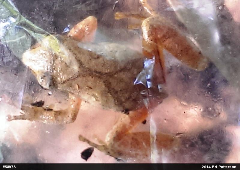 Spring Peeper