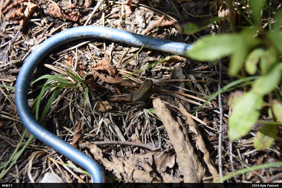 Eastern American Toad